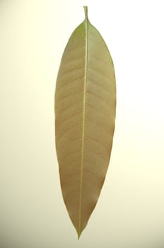 The surface of a leaf mango.