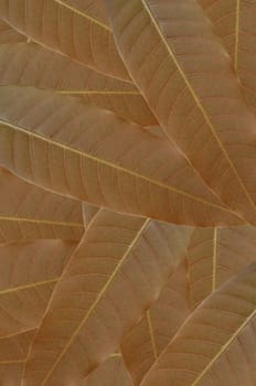 Macro of the surface of a leaf