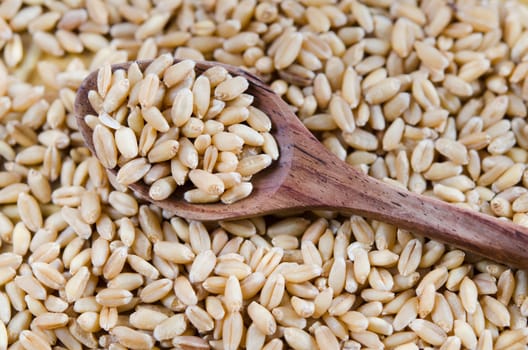 Grains of wheat on wooden spoon and wheat background