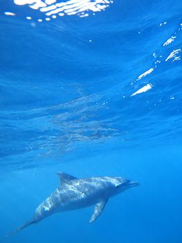 Wild Dolphins swimming in blue ocean in Zanzibar