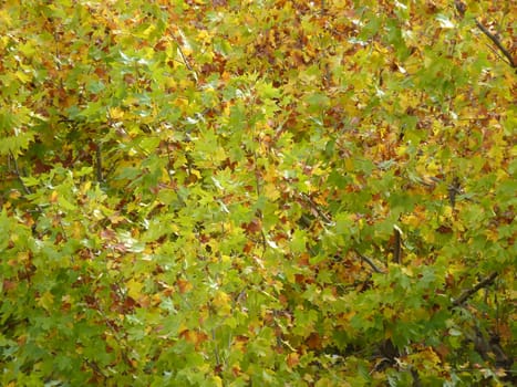 bright colorful autumn leaves as a background