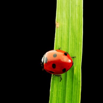 ladybug on grass isolated black background