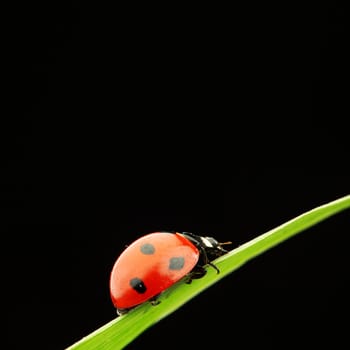 ladybug on grass isolated black background