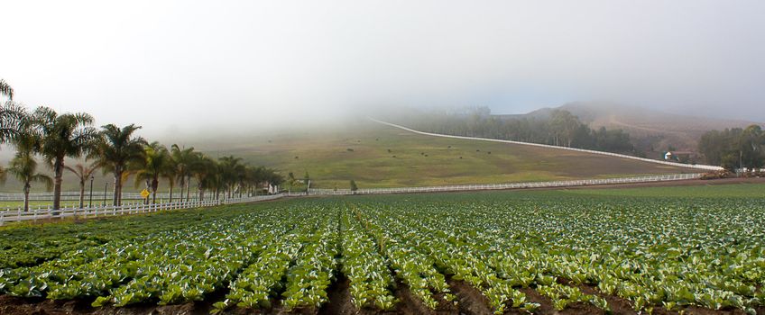 Southern California Ranch in the Fog