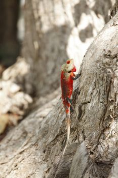 Red chameleon on bark of tree outdoors