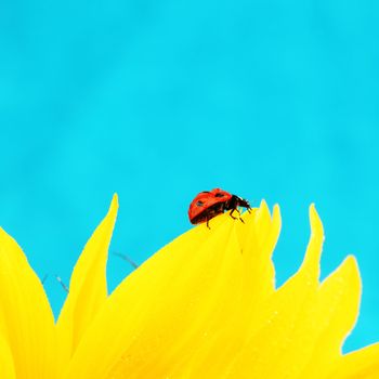 ladybug on sunflower blue background