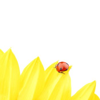 ladybug on sunflower isolated white background