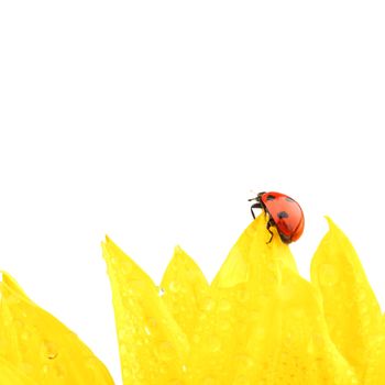 ladybug on sunflower isolated white background
