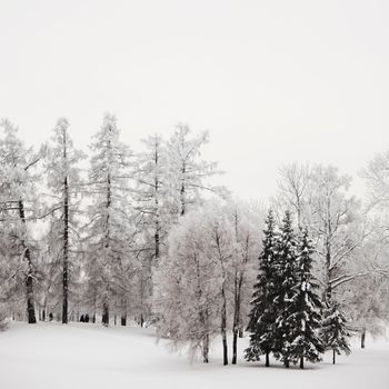  winter trees on snow white background