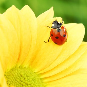 ladybug on yellow flower grass on background