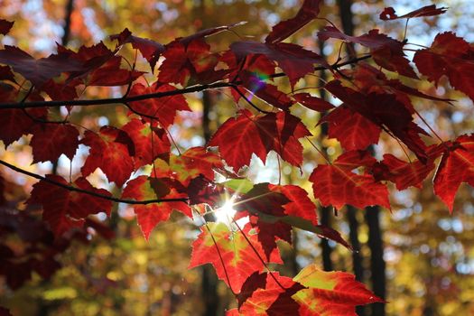 Sun shining through autumn leaves
