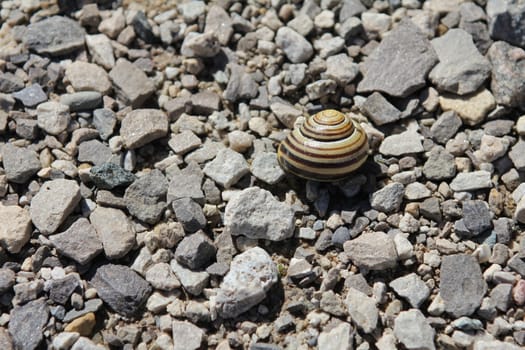 Striped snail shell and pebbles
