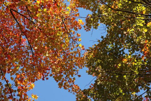 Green, red and yellow leaves in early autumn
