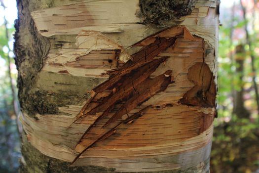 Bear paw scratch on the trunk of a birch tree
