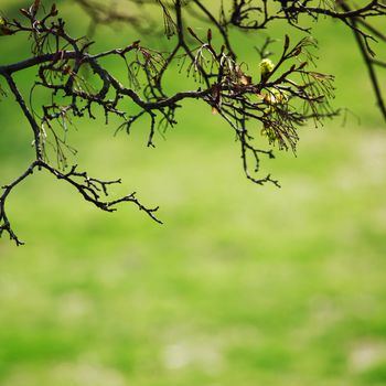 branches on a background of grass