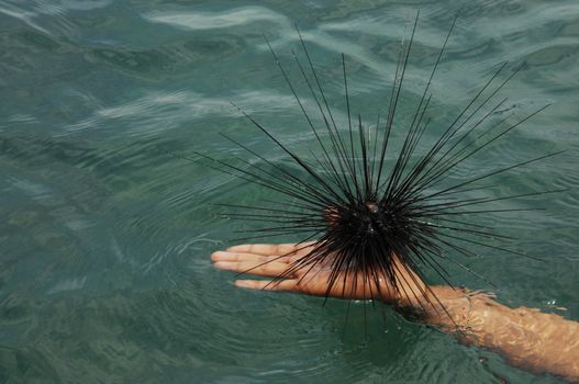 Sea Urchin in the sea.