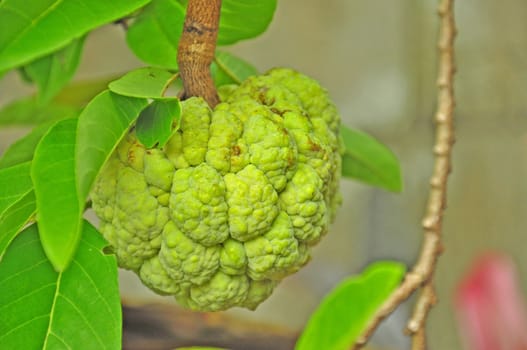 Ripe Sugar Apple on the tree.