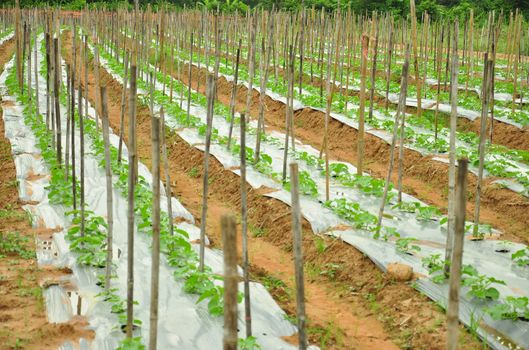 This is the agriculture of Thailand.