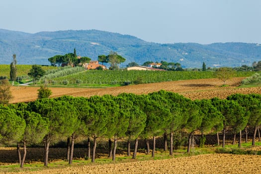 Beautiful road with pine trees Tuscany, Italy