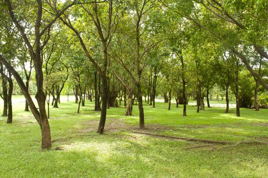 Beautiful green park in bangkok