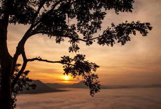 Landscape of fog.Early Morning Mist.