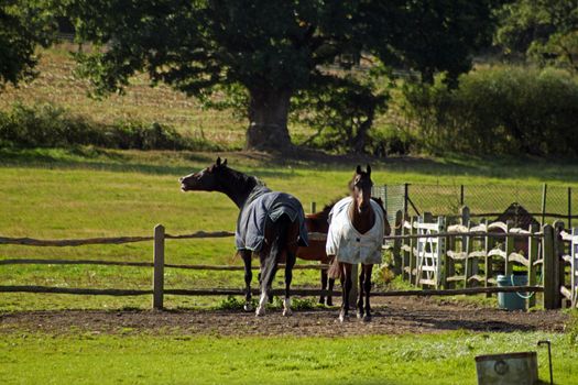 Horses having fun jumping around in a field