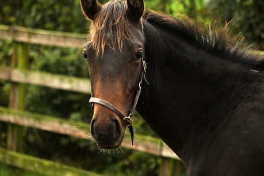 Thoroughbread horse in field in a close up shot