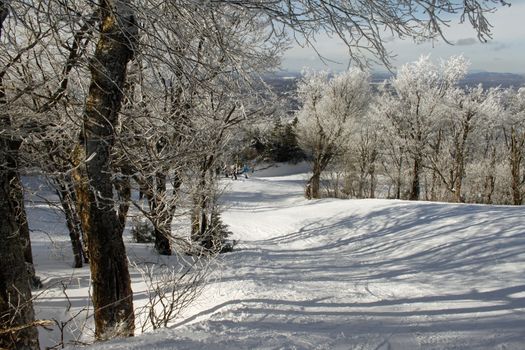 Calm winter ski slope with snow ladden tree tops