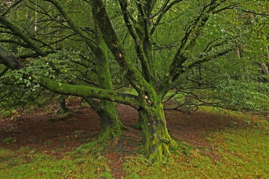 Old tree covered in green moss