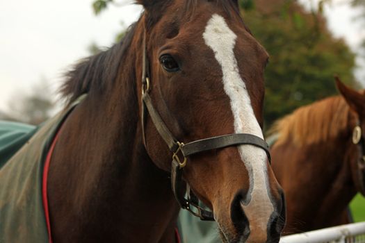 Thoroughbread horse in field in a close up shot