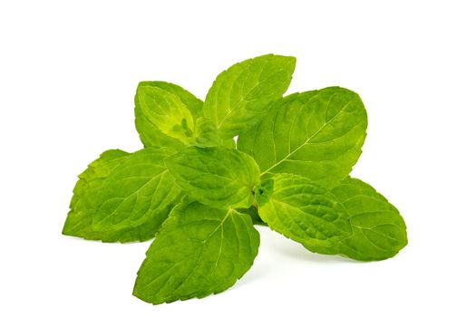 mint leaves isolated on white