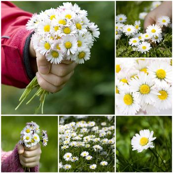 Collection of daisies - spring collage