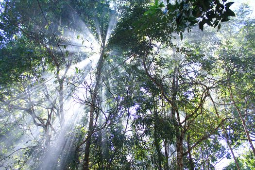 Beam of light through the trees