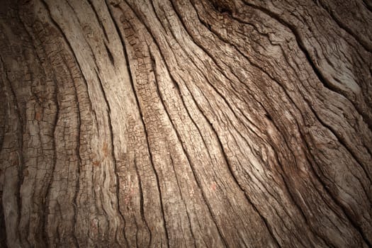 old brown bark pattern as the background