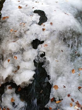 Ice with frozen leaves