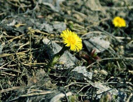 background with yellow Coltsfoot Flowers Do herald the arrival of spring medical