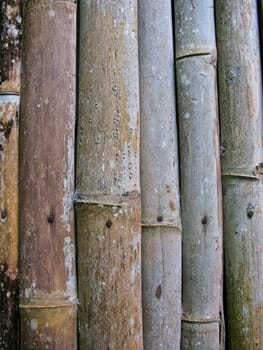 Bamboo wall