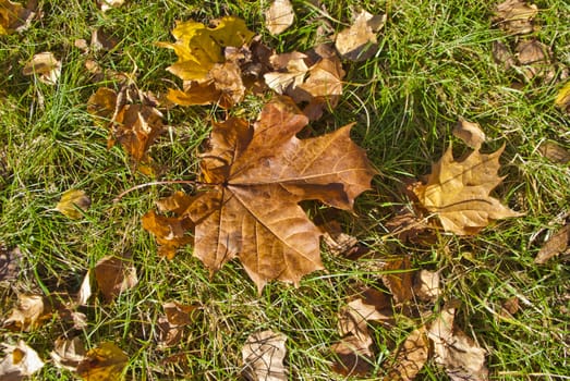 Autumn from September to October the leaves begin to fall from the trees and the leaves that have fallen to the ground has a great color which picture  clearly shows, image is shot in the woods around Halden municipality.