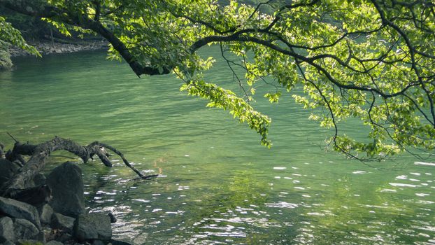 scenic mountain lake waters taken through summer tree branch