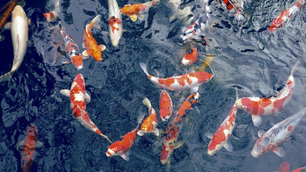 red koi, Japanese carp fishes in zen pond waiting for food