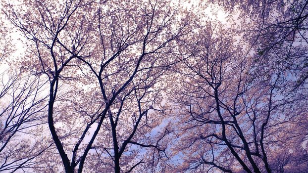 blossom cherry trees over spring sky