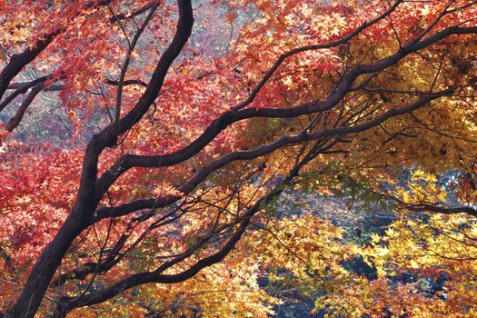 highly - detailed scenic branches of autumnal red Japanese maple tree