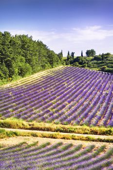 Image shows a lavender field in the region of Provence, southern France