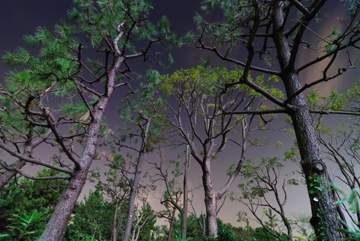 night photo of pine forest over dark sky