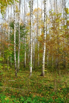 In autumn birch grove
