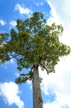 Big tree with blue sky as background.