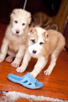 A white and brown central asian puppies standmg on a porch with a blue slipper

