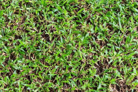 Close-up image of fresh spring green grass.