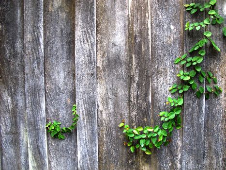 Wood wal with plant