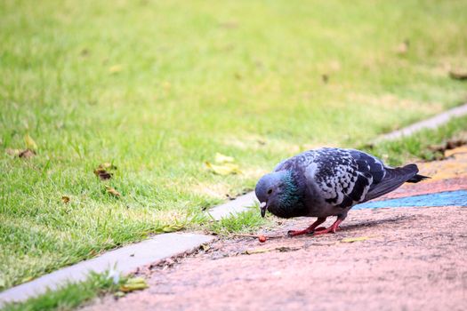Feral or urban pigeon standing on the pathway in a public park.